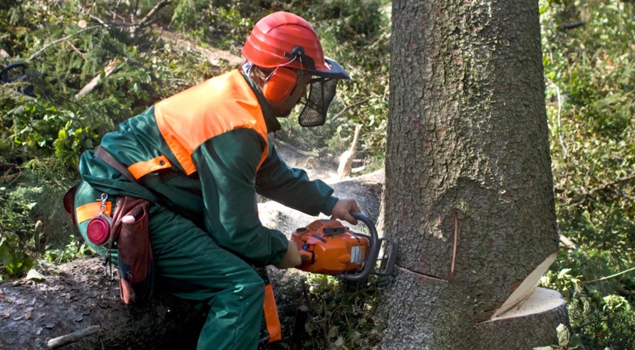 Tree-Cutting Service